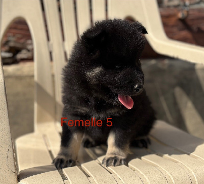 CHIOT 6