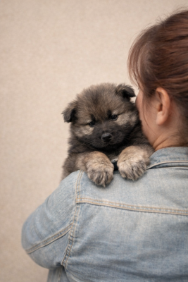 Chiot N°2
