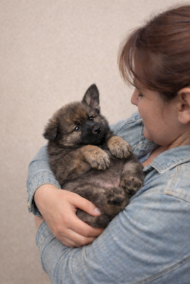 Chiot N°3