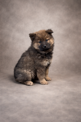 Chiot N°4