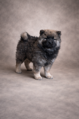 Chiot N°5