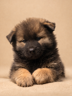 Chiot N°6