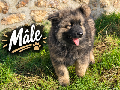 Chiot N°1