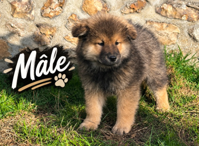 Chiot N°2