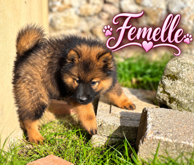 Chiot N°4