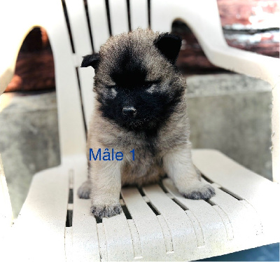CHIOT 2