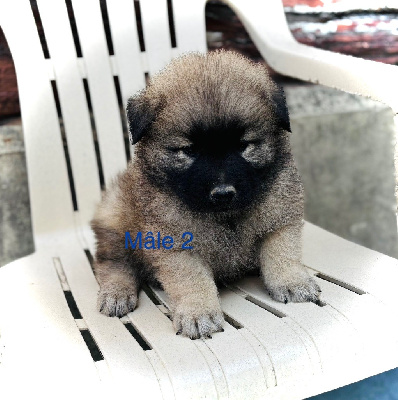 CHIOT 1