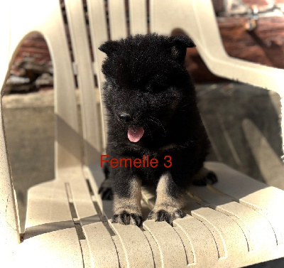 CHIOT 4