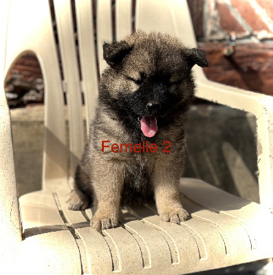 CHIOT 7