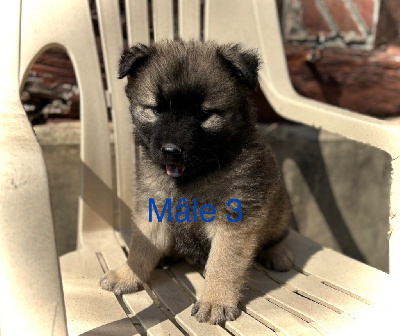 CHIOT 3