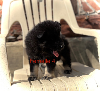 CHIOT 5