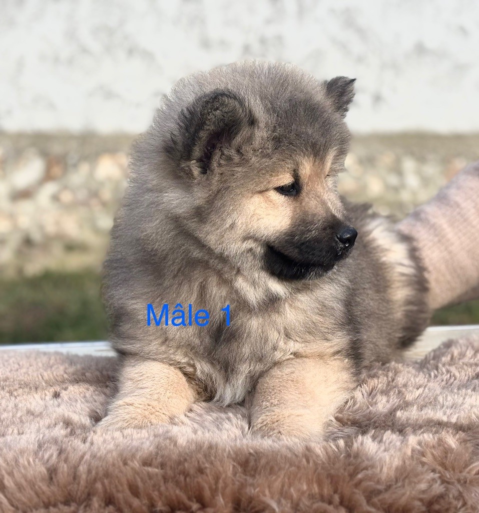 Du val de la durdent - Chiots disponibles - Eurasier