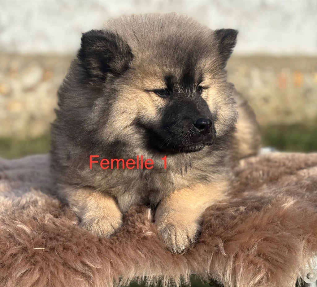 Du val de la durdent - Chiots disponibles - Eurasier