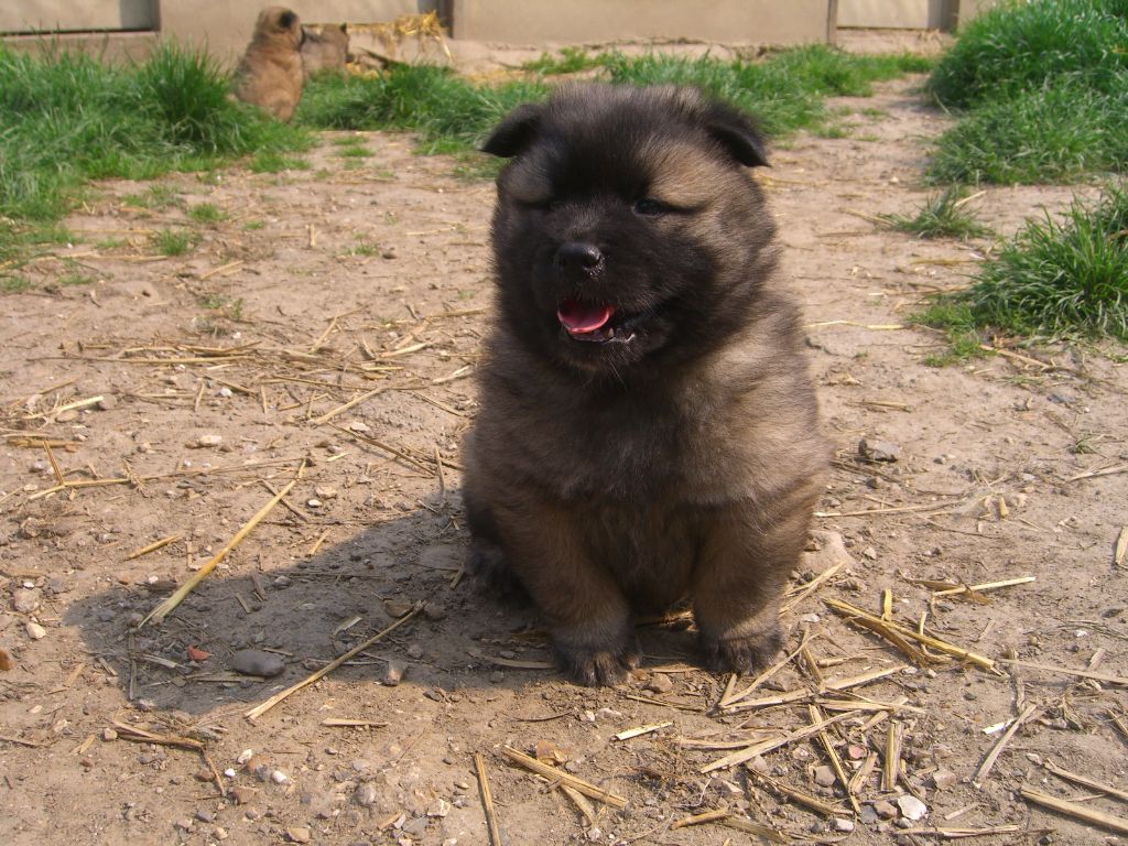 Du val de la durdent - Chiots disponibles - Eurasier