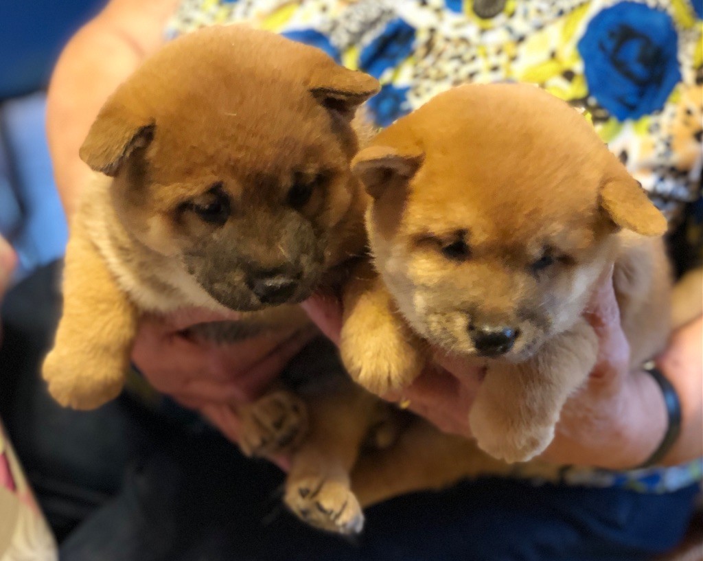 Du val de la durdent - Chiots disponibles - Shiba