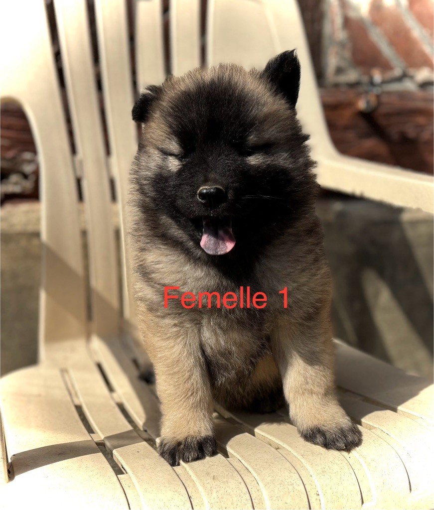 Du val de la durdent - Chiots disponibles - Eurasier