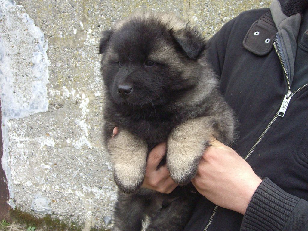 Du val de la durdent - Chiots disponibles - Eurasier