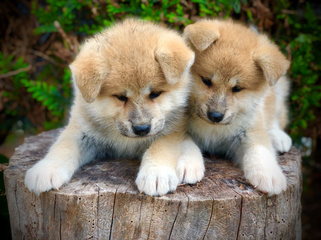 Du val de la durdent - Chiots disponibles - Akita