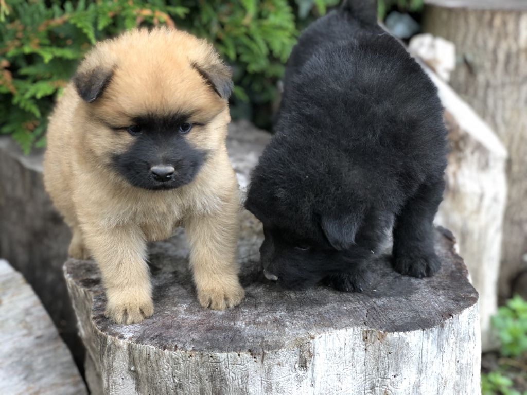 Du val de la durdent - Chiots disponibles - Eurasier